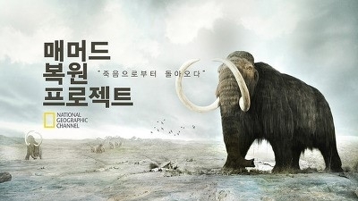 [NIE 논술] 멸종된 매머드 되살린다