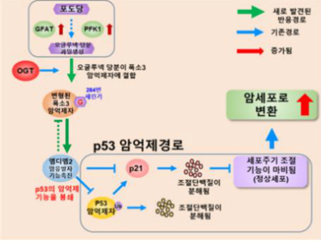 단 음식, '암' 일으킨다!