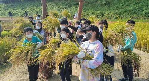 금천구, 수확의 기쁨…벼 베기 체험하러 가자