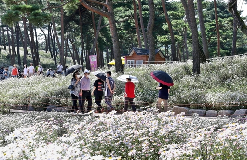 정읍시 "기차타고 구절초꽃축제 즐기고 농촌체험하세요"