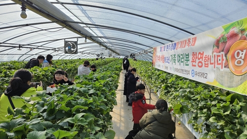 5만 명 찾은 완주 삼례딸기축제