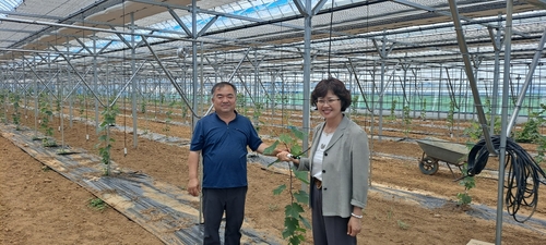 평택시, 포도 농가에 스마트 농업시설로 경쟁력 높이다